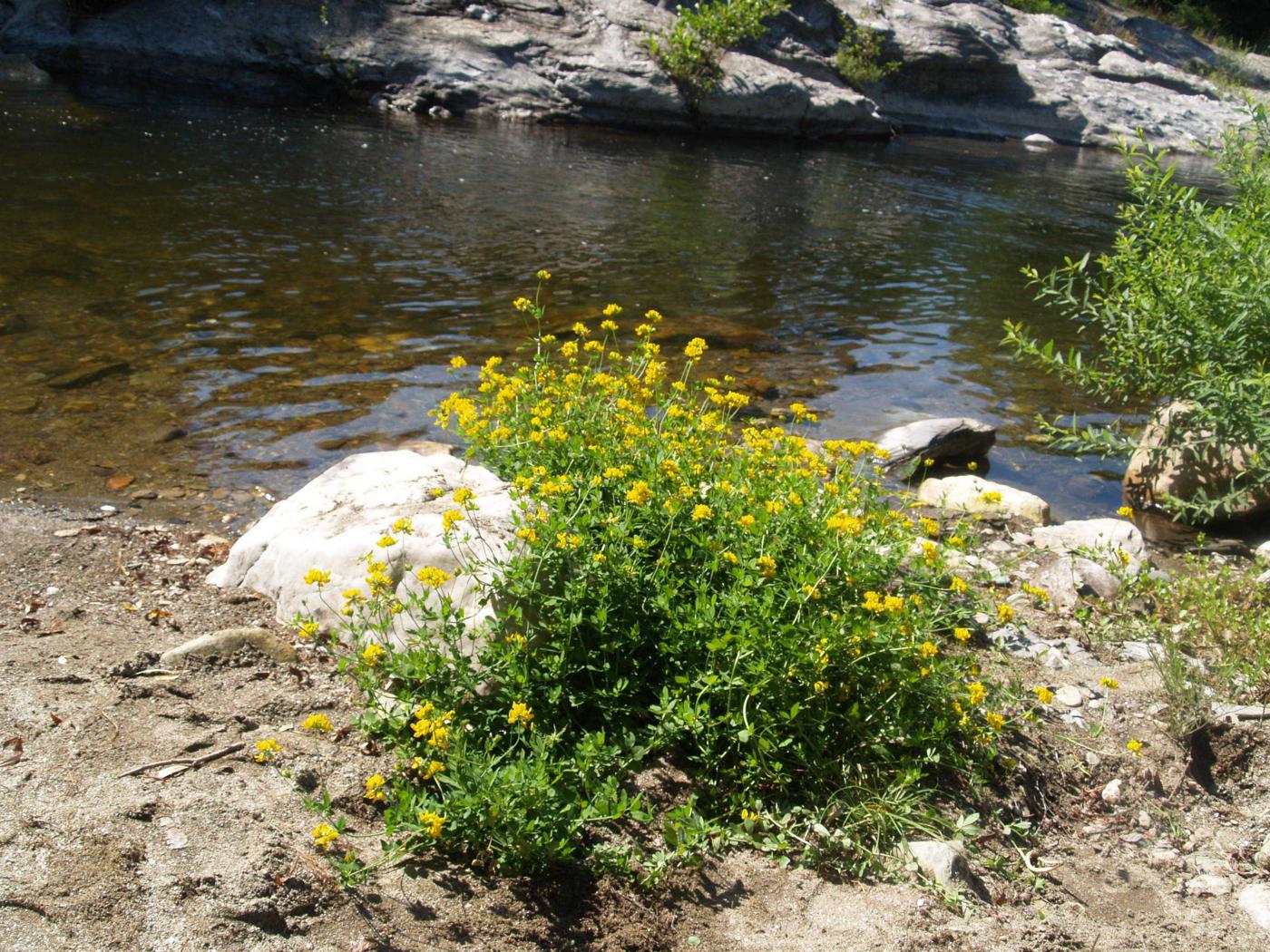 Bird's-foot trefoil, Greater plant